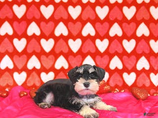 Miniature Schnauzer dogs Clark - Ad 34
