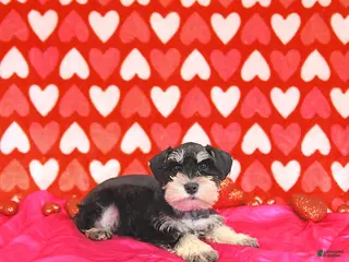 Miniature Schnauzer dogs Clark - Ad 6