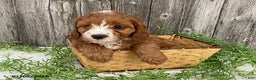 Cavapoo dogs for sale: Tim - Ad 6