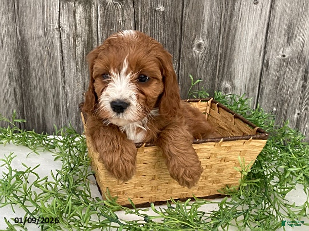Cavapoo dogs for sale: Tim - Ad 6