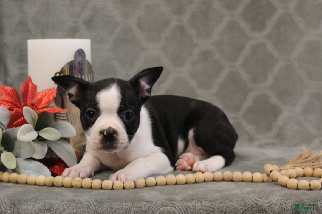 Boston Terrier dogs for sale: Chance - Ad 7