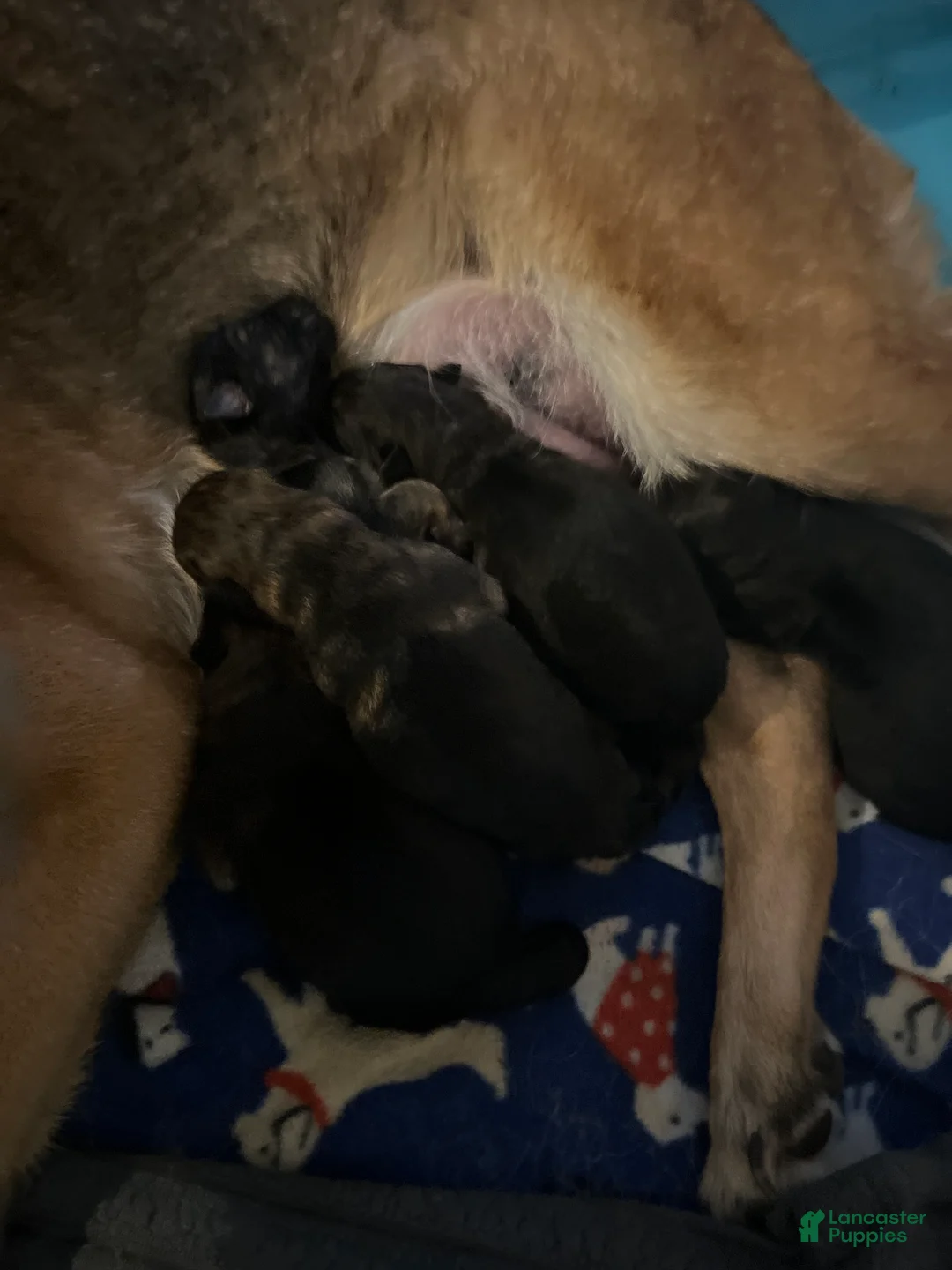 German Shepherd dogs for sale: German Shepherd 2 - Ad 2