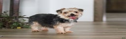 Morkie dogs for sale: Avery - Ad 6