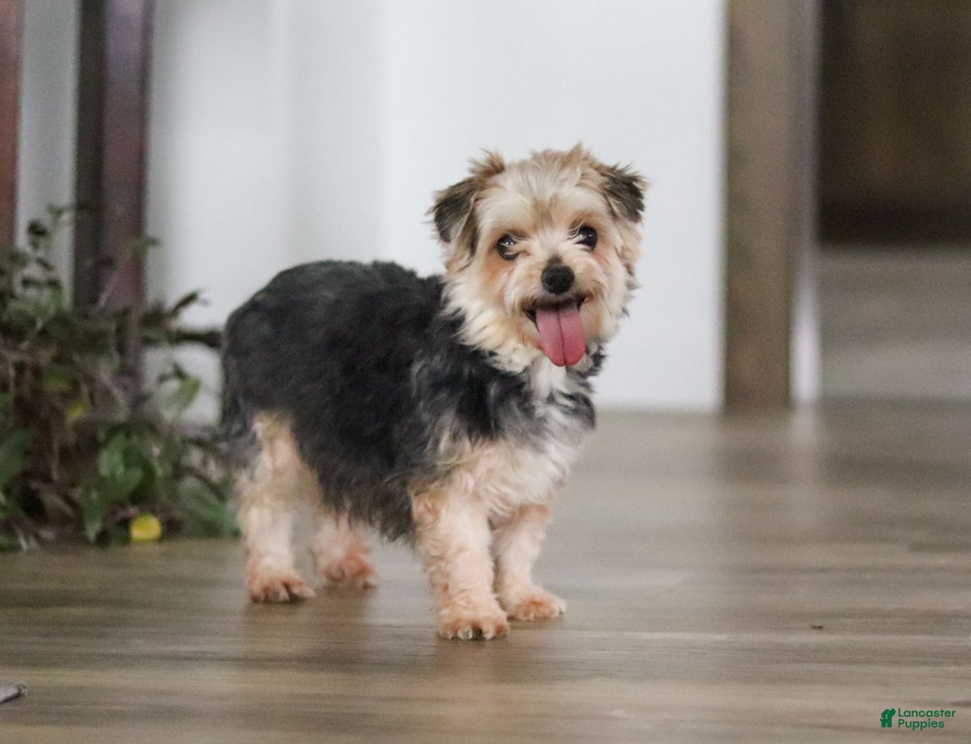 Morkie dogs for sale: Avery - Ad 6