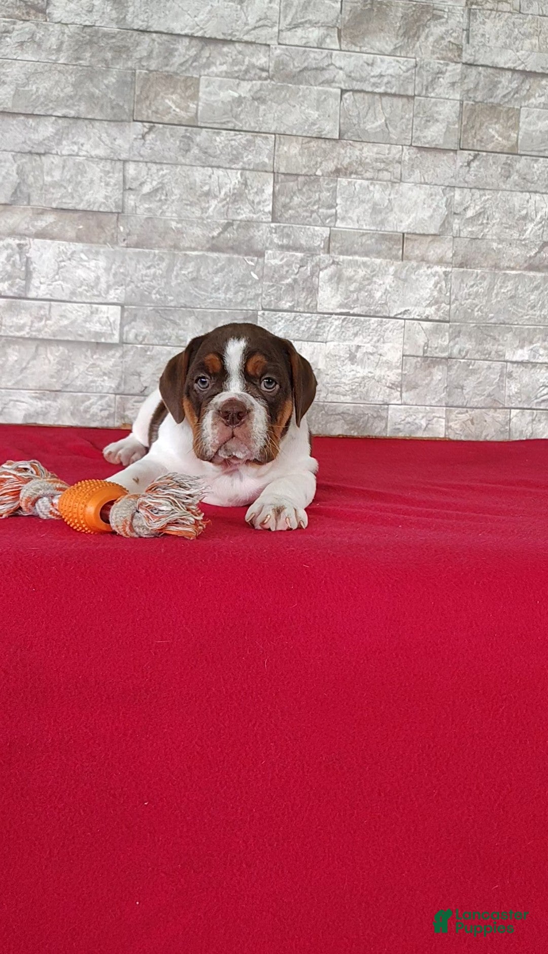 Beabull dogs Rosie - Ad 1