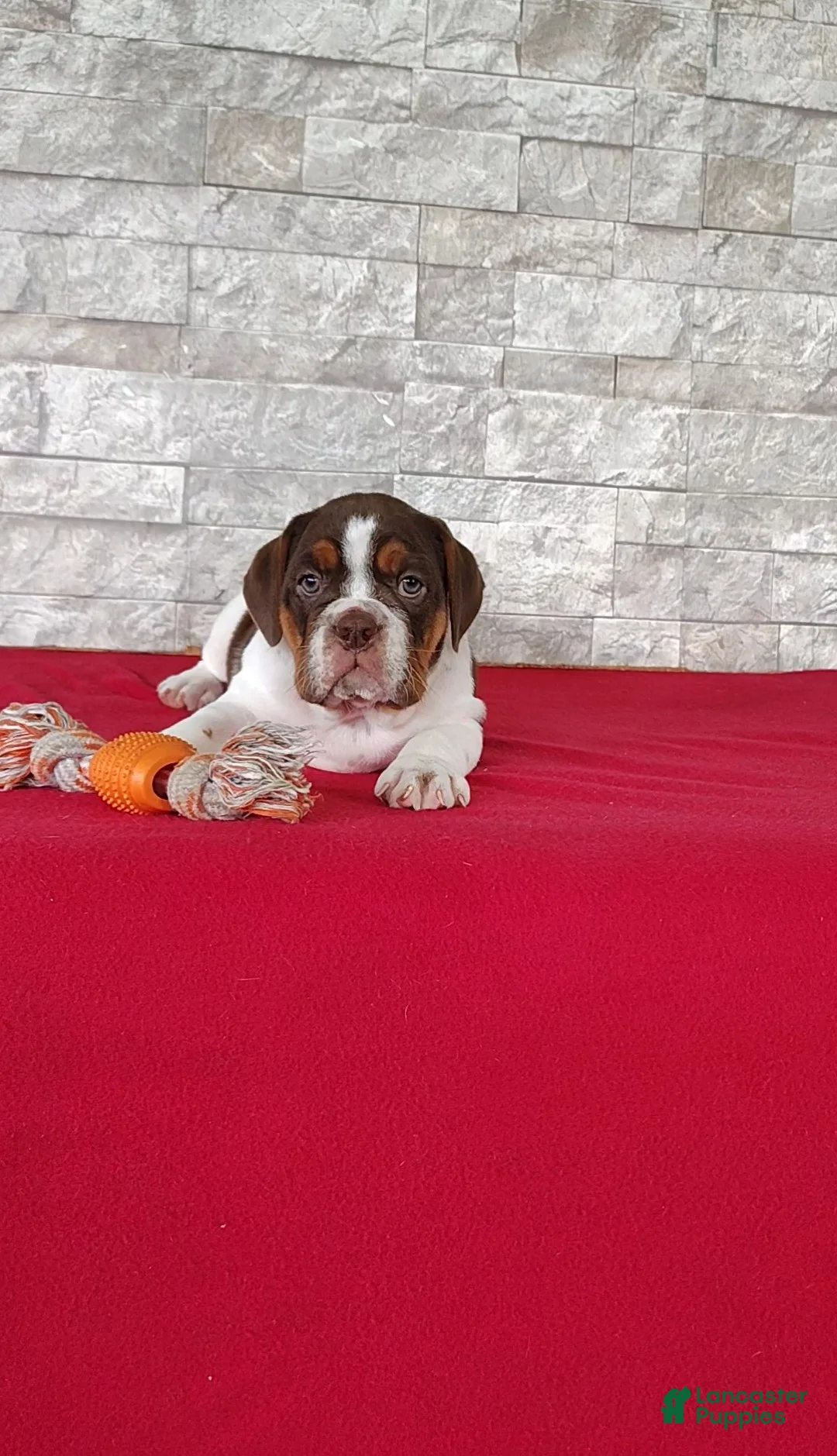 Beabull dogs for sale: Rosie - Ad 1