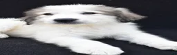 Great Pyrenees dogs for sale: Marnita - Ad 6