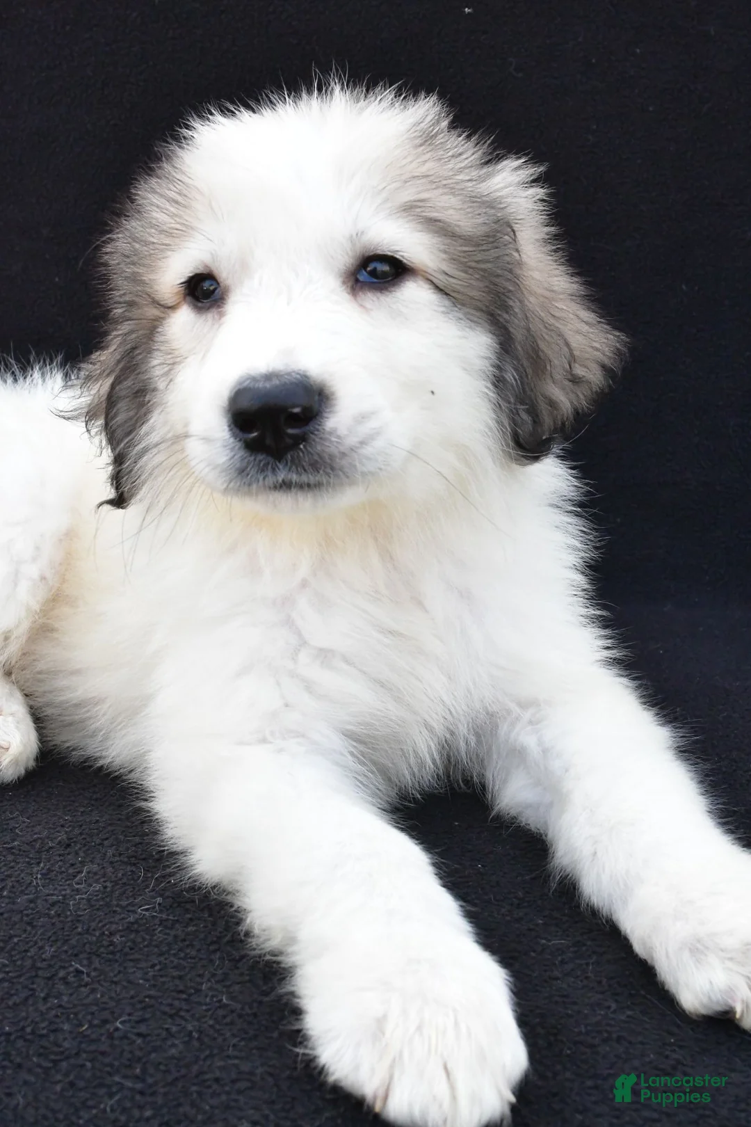 Great Pyrenees dogs for sale: Marnita - Ad 6