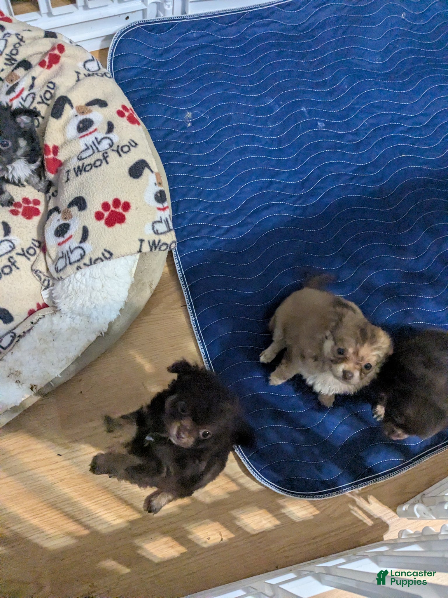 Chihuahua dogs for sale: Chihuahua Puppy 3 - Ad 1