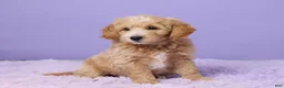 Mini Goldendoodle dogs for sale: Chester - Ad 3