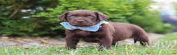 Labrador Retriever dogs for sale: Scout - Ad 4