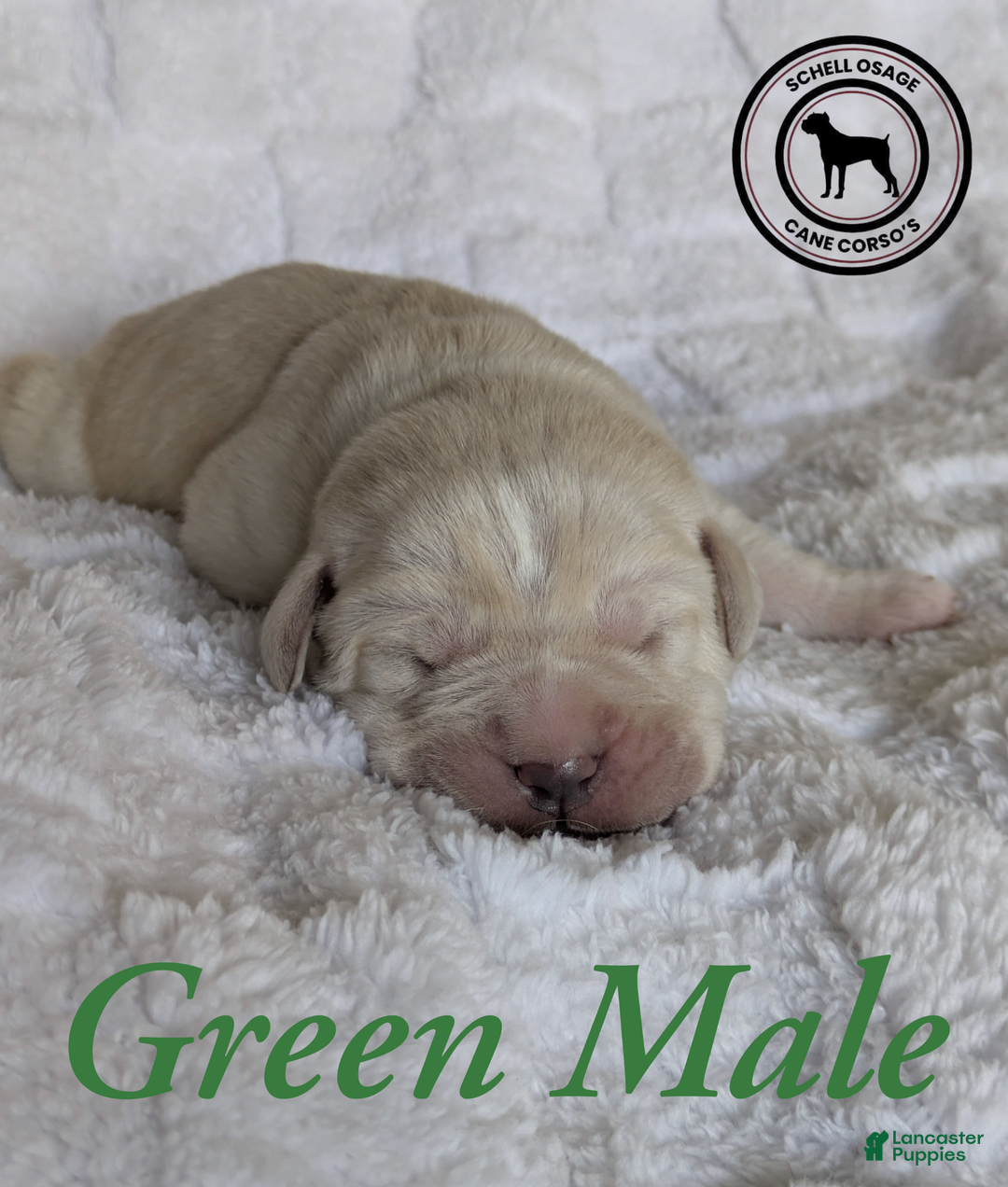 Cane Corso dogs for sale: Green - Ad 3