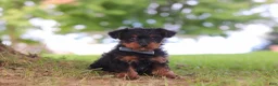 Yorkiepoo dogs for sale: Fudge - Ad 3