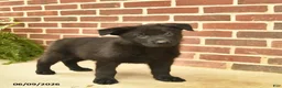 German Shepherd dogs for sale: Base  - Ad 5