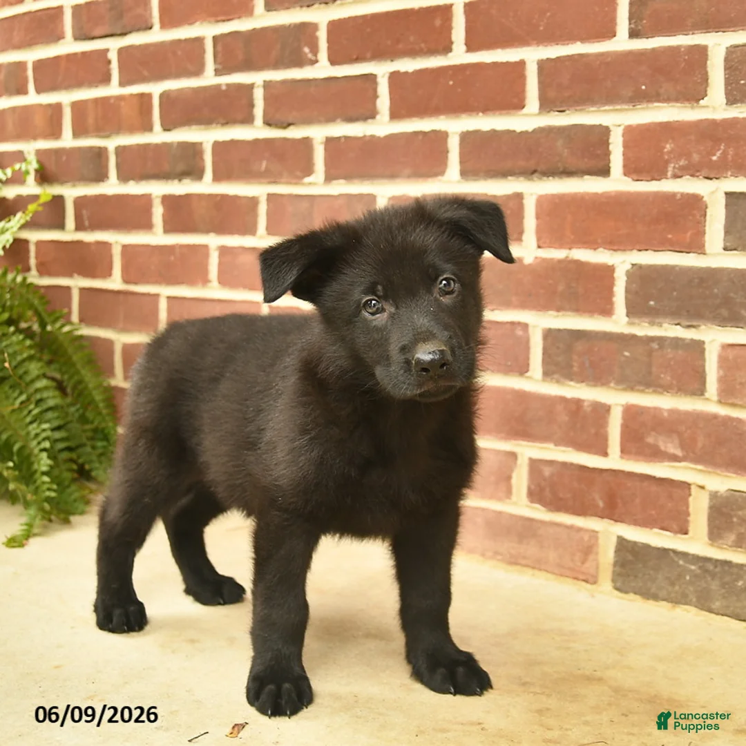 German Shepherd dogs for sale: Base  - Ad 5