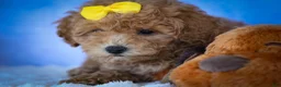 Bichpoo dogs for sale: Nella🌸 - Ad 18