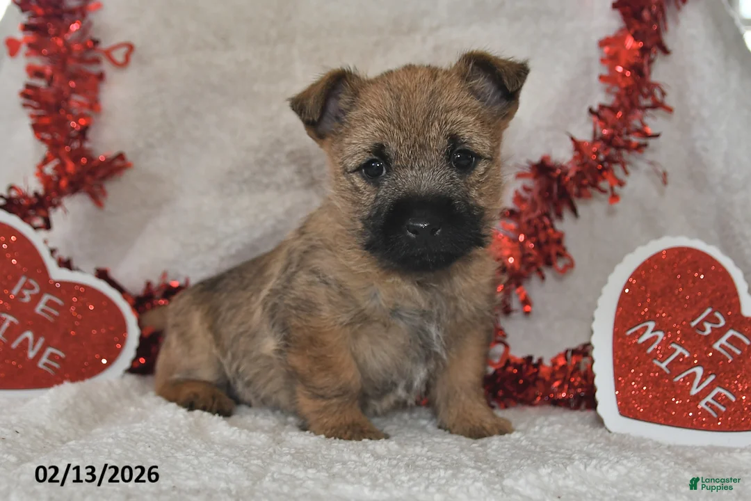 Cairn Terrier dogs for sale: Tundra - Ad 1