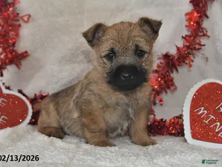 Cairn Terrier dogs Tundra - Ad 1