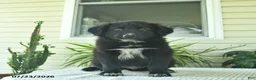 Mixed Breed dogs for sale: Rowdy  - Ad 1