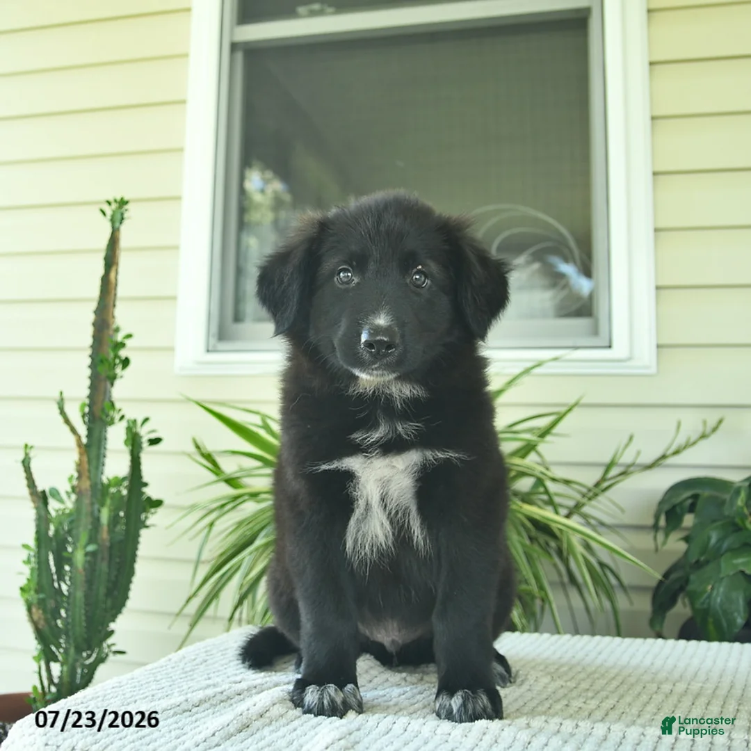 Mixed Breed dogs for sale: Rowdy  - Ad 1