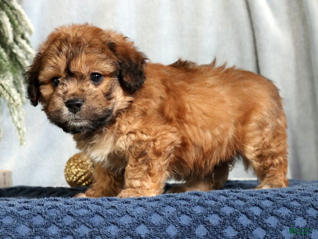 Mixed Breed dogs for sale: Jasper - Ad 7