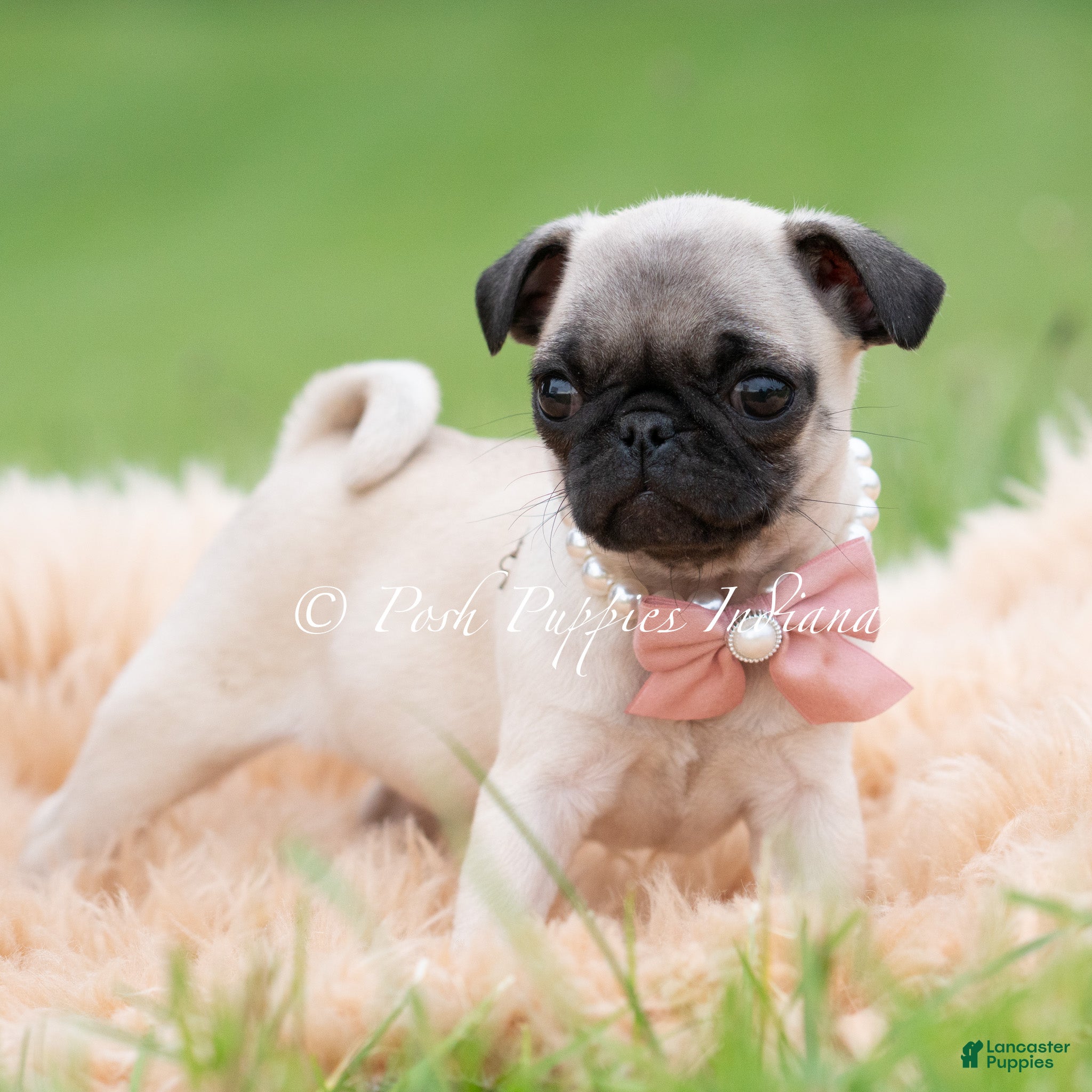 Pug dogs Love Bug - Ad 13