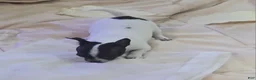 Chihuahua dogs for sale: Dottie and spot - Ad 5