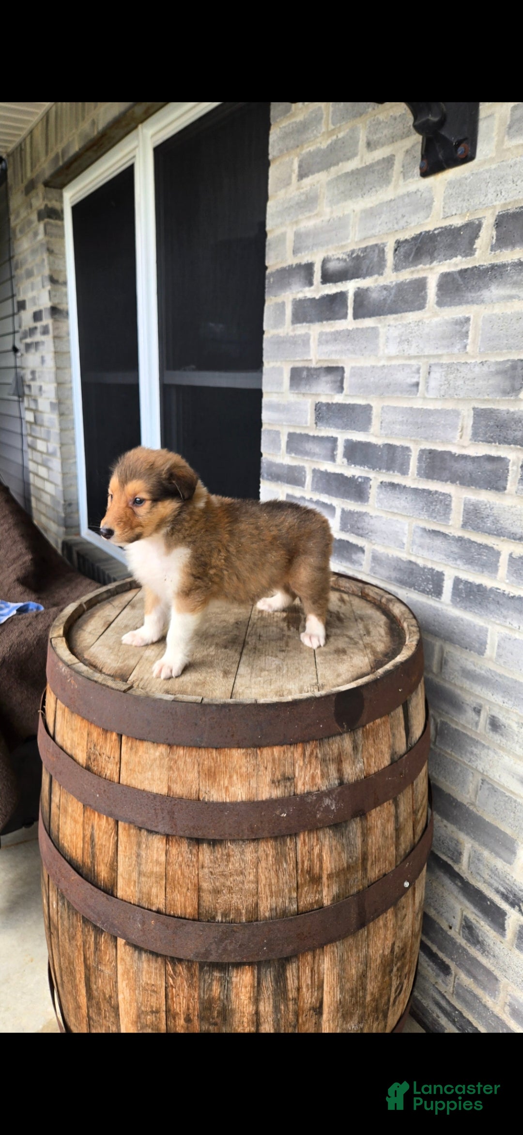 Collie dogs Collie Puppy 5 - Ad 4