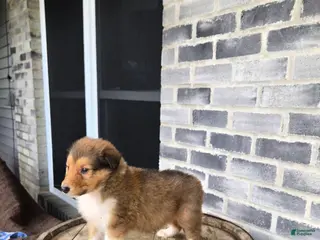 Collie dogs Collie Puppy 5 - Ad 4