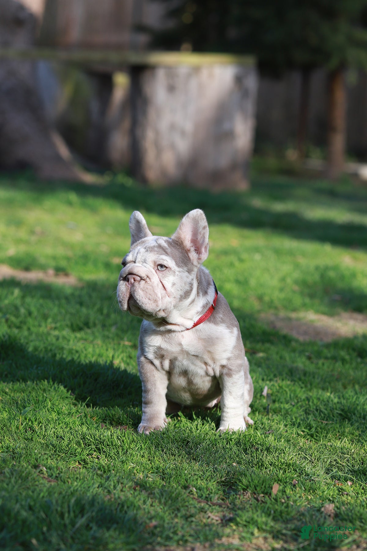 French Bulldog dogs REGINA - Ad 2