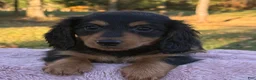 Miniature Dachshund dogs for sale: Ellie - Ad 4