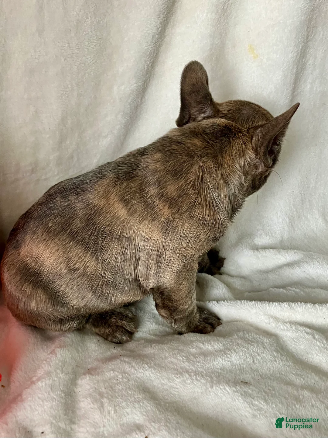 French Bulldog dogs for sale: Prince - Ad 5