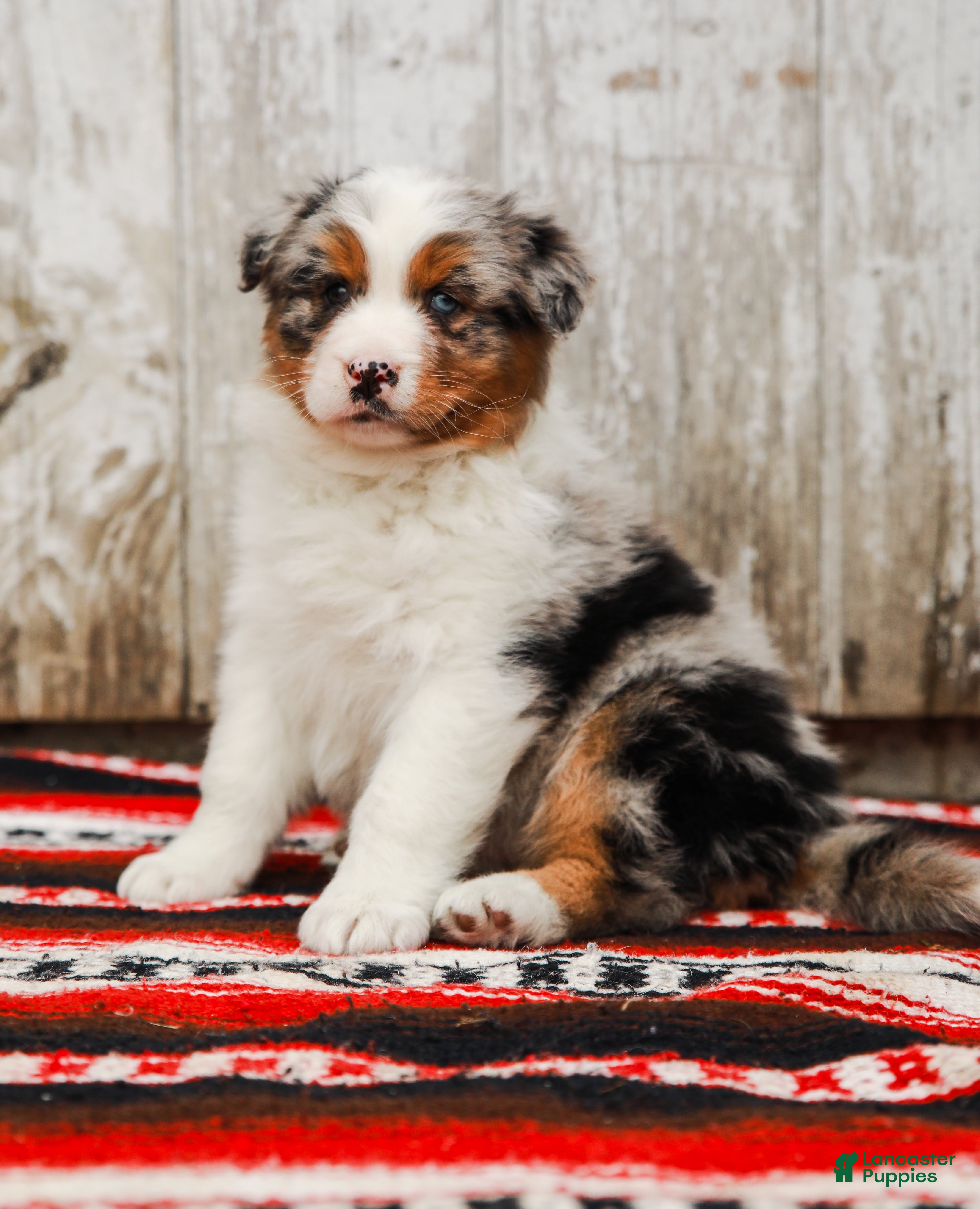 Australian Shepherd dogs Sheriff - Ad 1