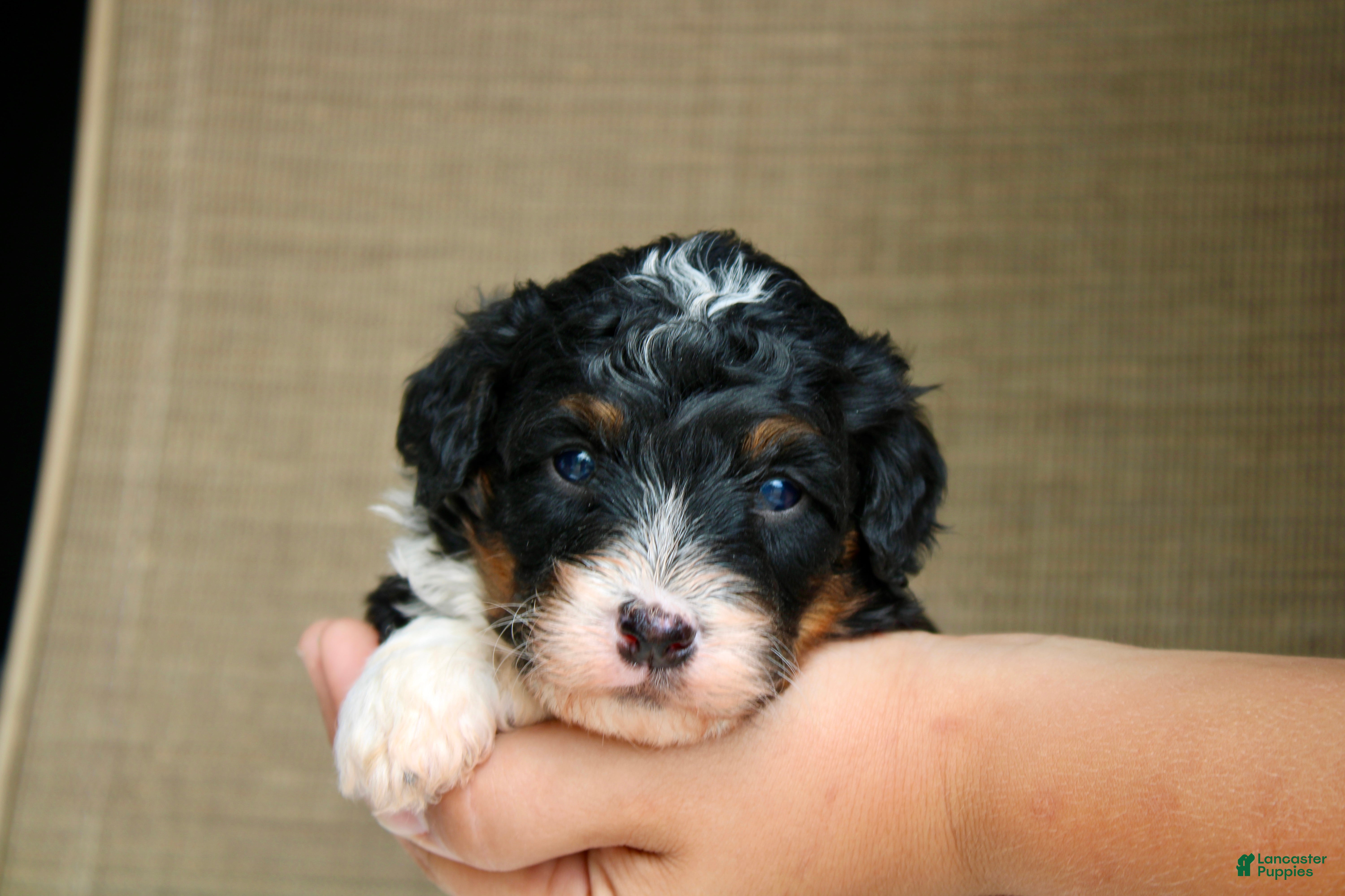 Mini Bernedoodle dogs Rover - Ad 2
