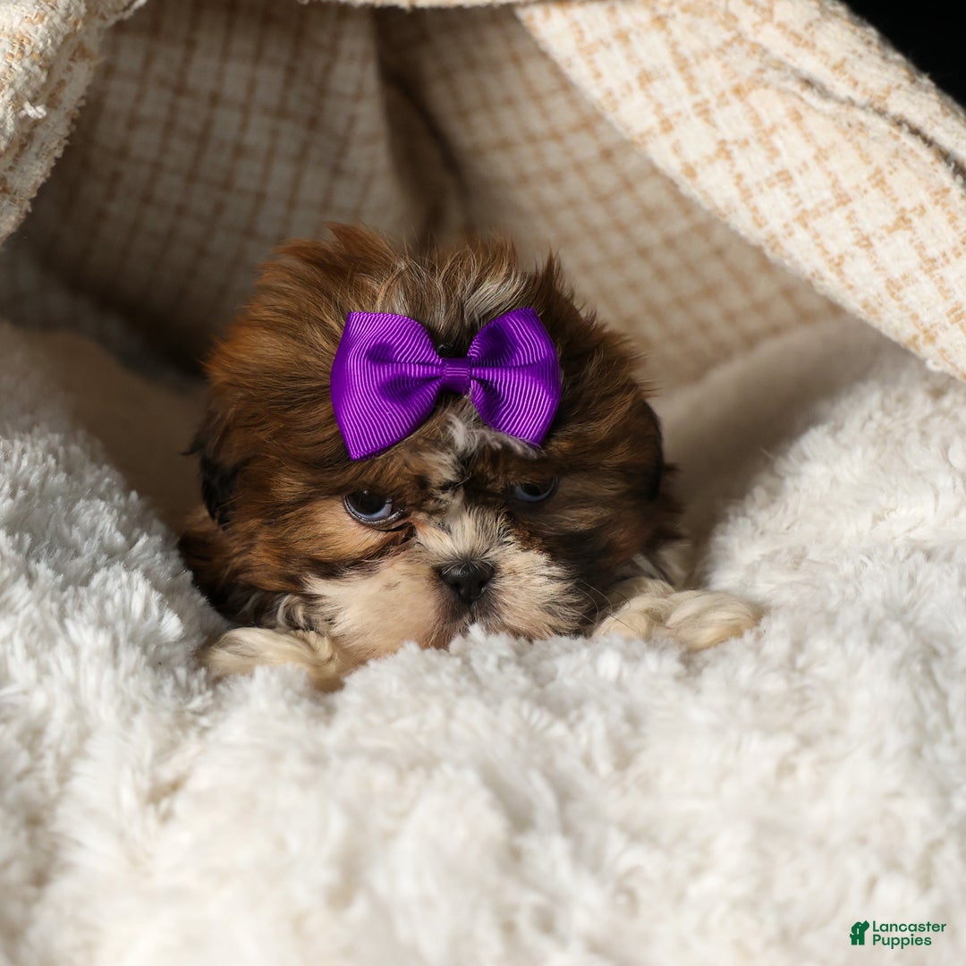 Shih Tzu dogs for sale: RUBY - Ad 2