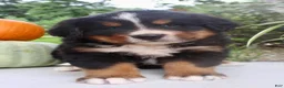 Bernese Mountain Dog dogs for sale: Chad - Ad 3