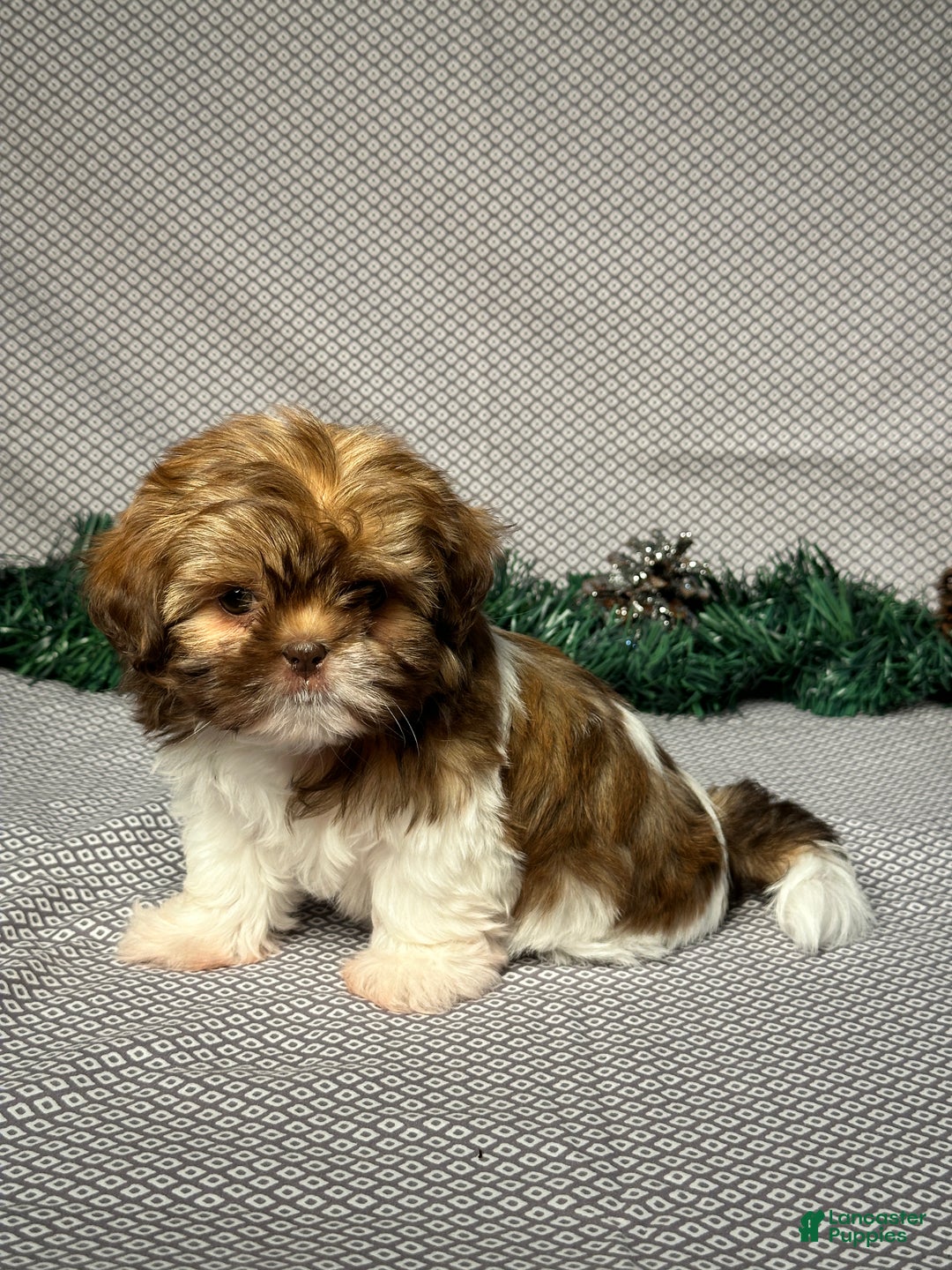 Shih Tzu dogs for sale: Zoey - Ad 3
