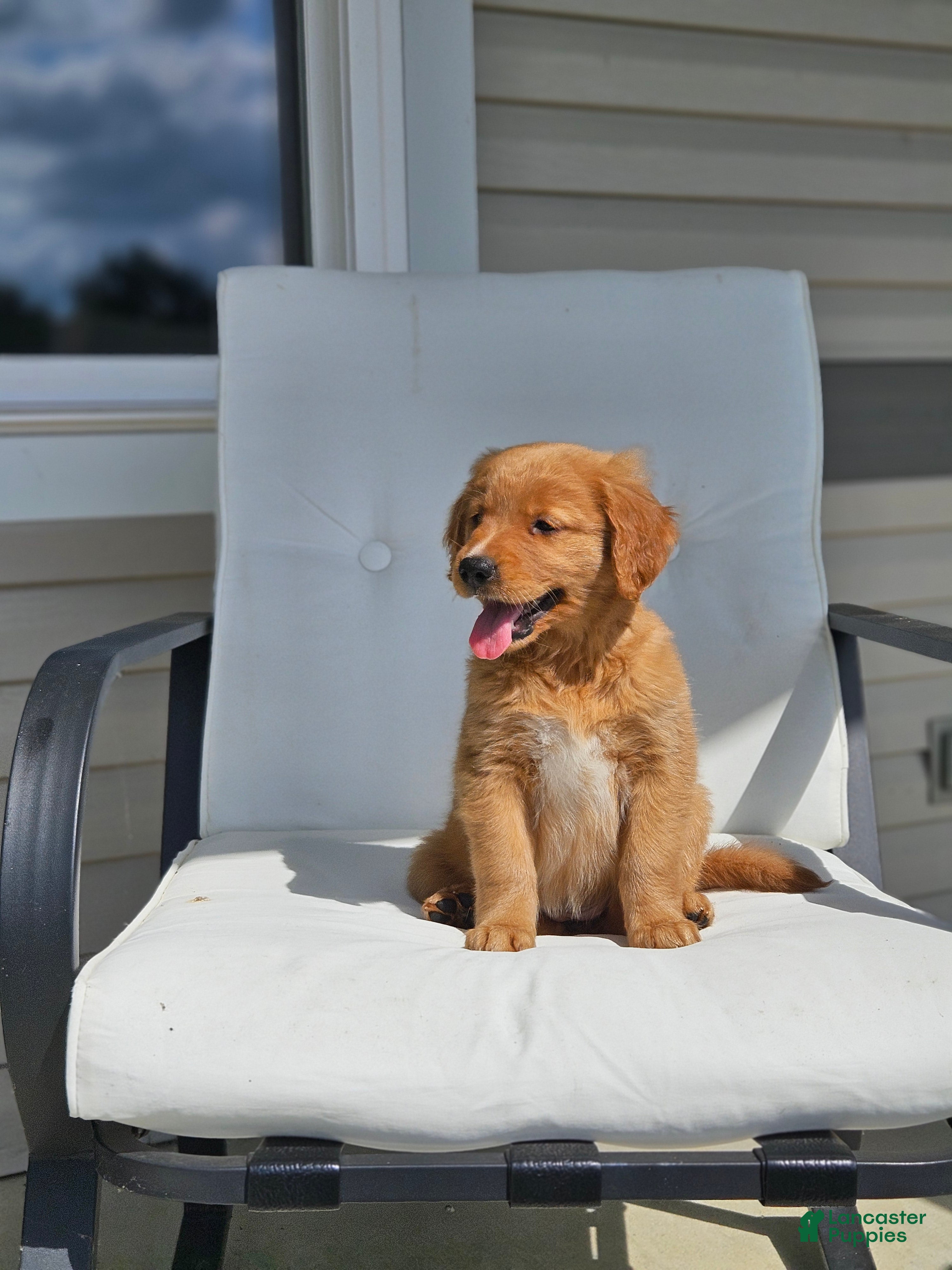 Golden Retriever dogs Lucy - Ad 2