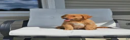Golden Retriever dogs for sale: Lucy - Ad 2