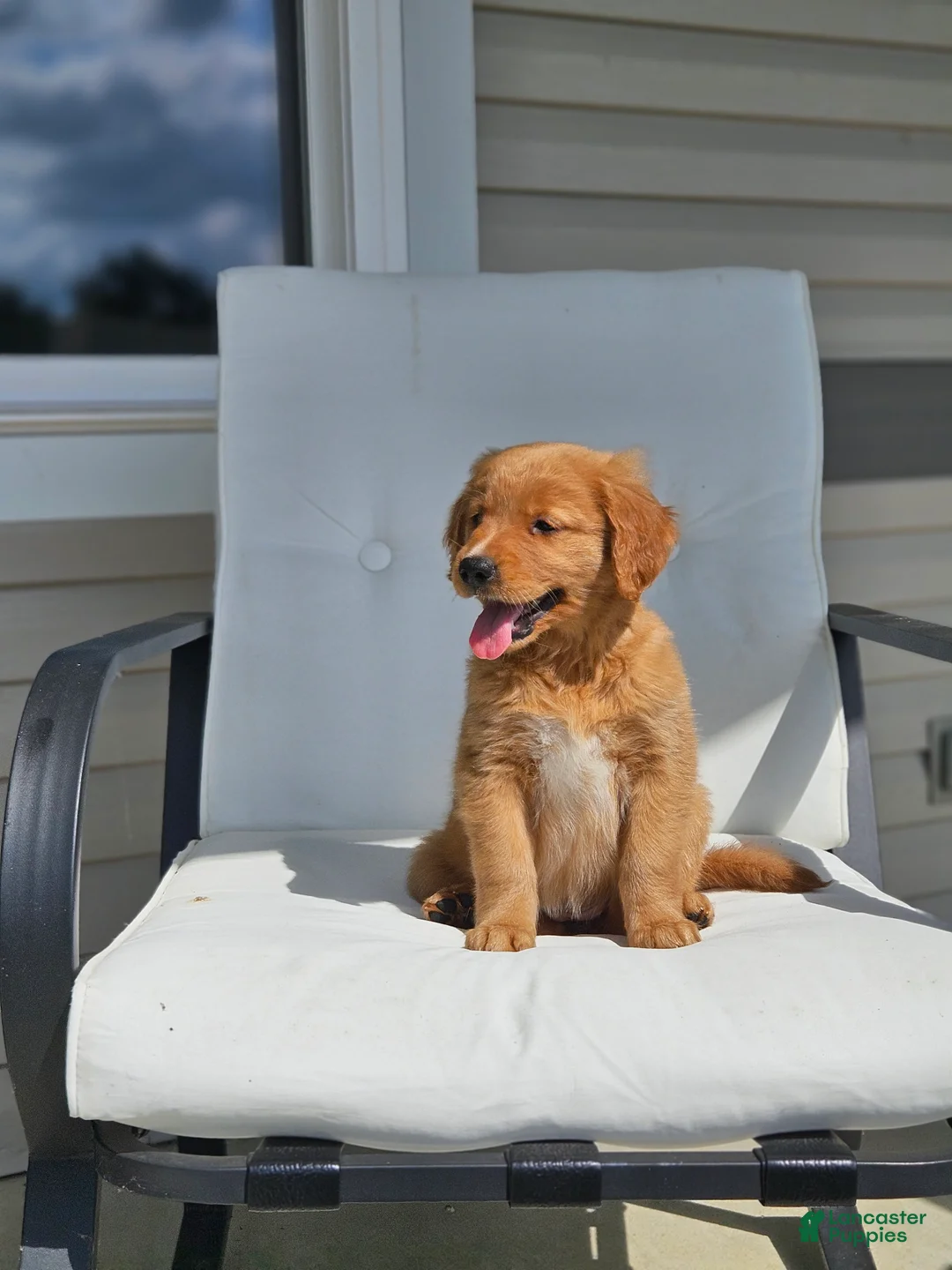 Golden Retriever dogs for sale: Lucy - Ad 2
