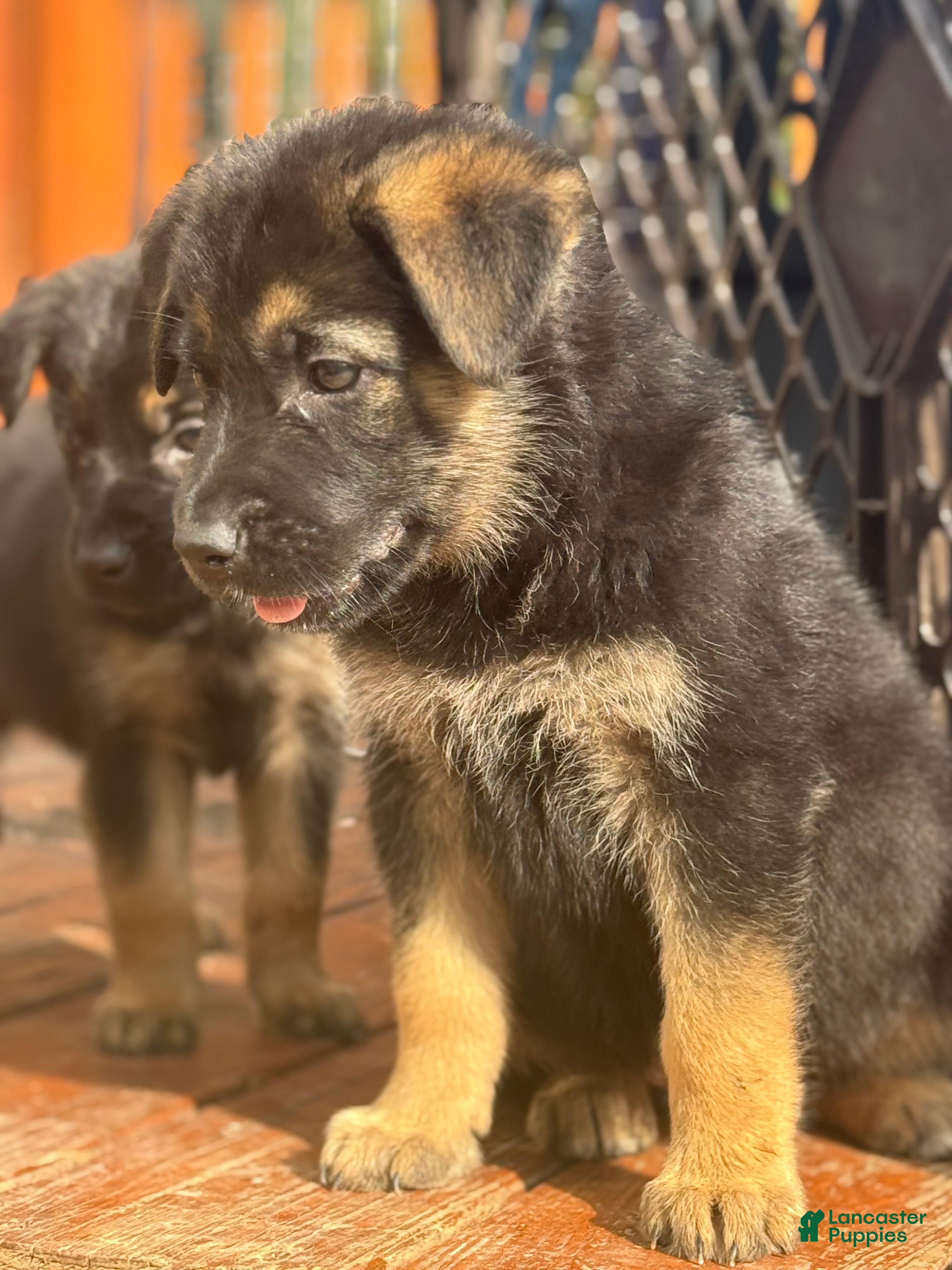 German Shepherd dogs German Shepherd Puppy 2 - Ad 40