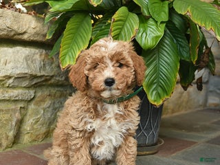 Mini Goldendoodle dogs - Ad 40