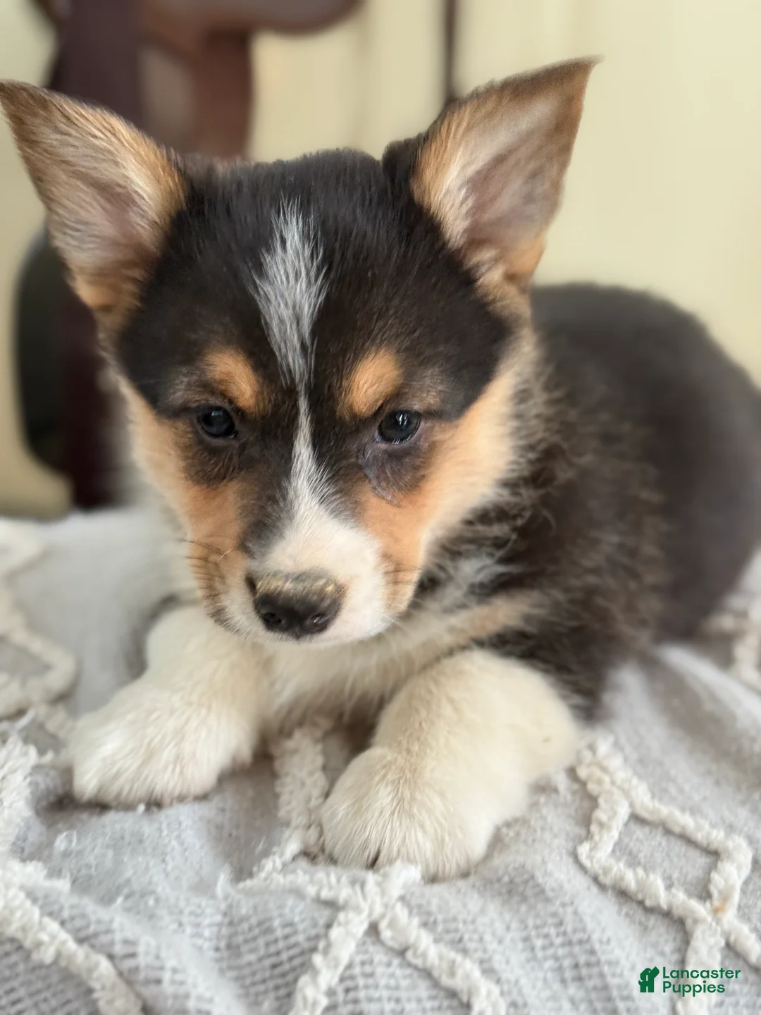 Welsh Corgi Pembroke dogs for sale: Finley - Ad 12