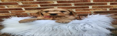JACKIE - MINI GOLDENDOODLE LOVELY PUPPY (RICHLAND, PA) - F1BB