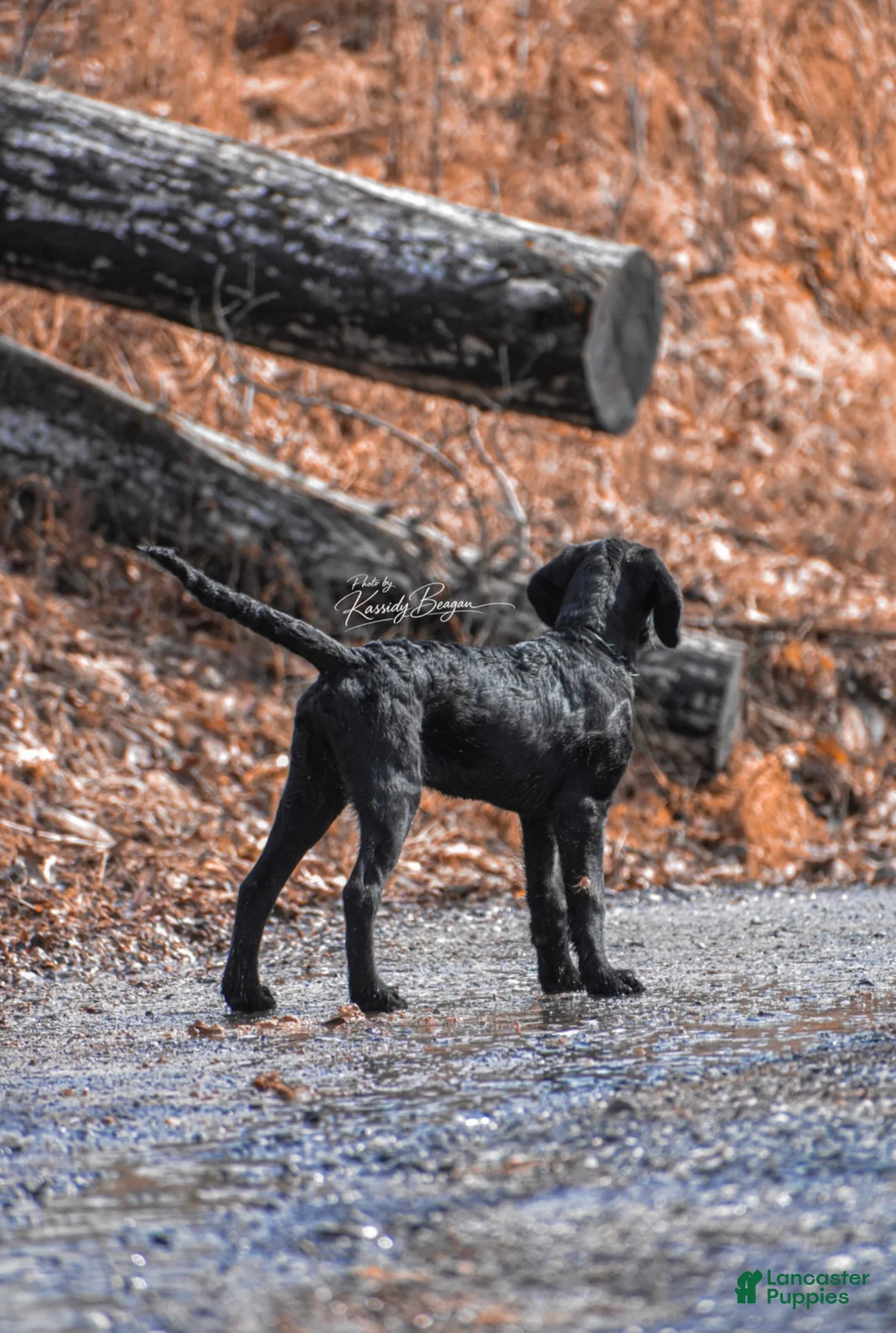 Labradoodle dogs for sale: Olly - Ad 7