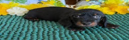 Dachshund dogs for sale: Rhett Wire - Ad 3