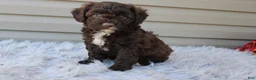 Cavapoo dogs for sale: Jasper - Ad 14