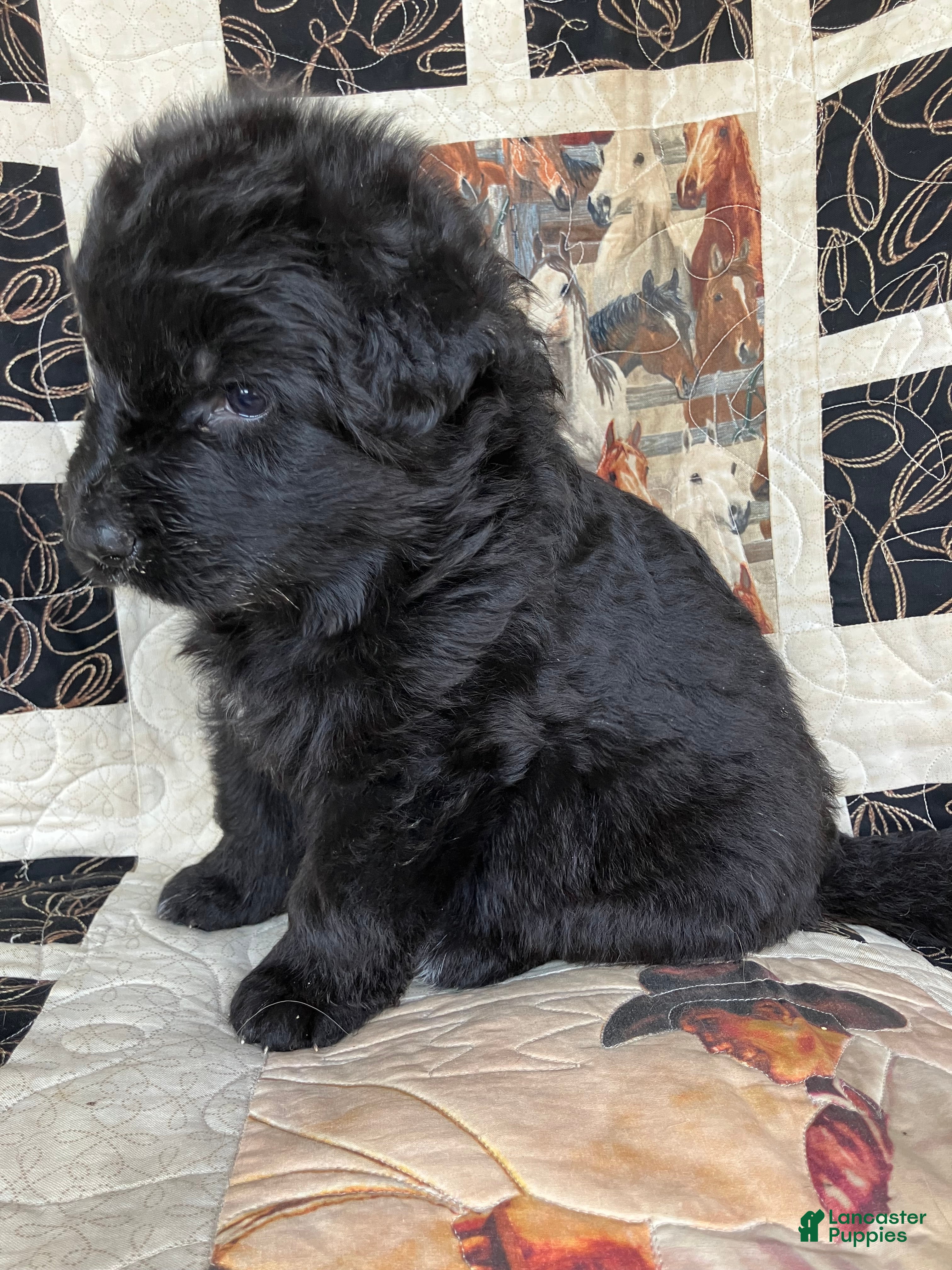 German Shepherd dogs Sage-Female - Ad 2