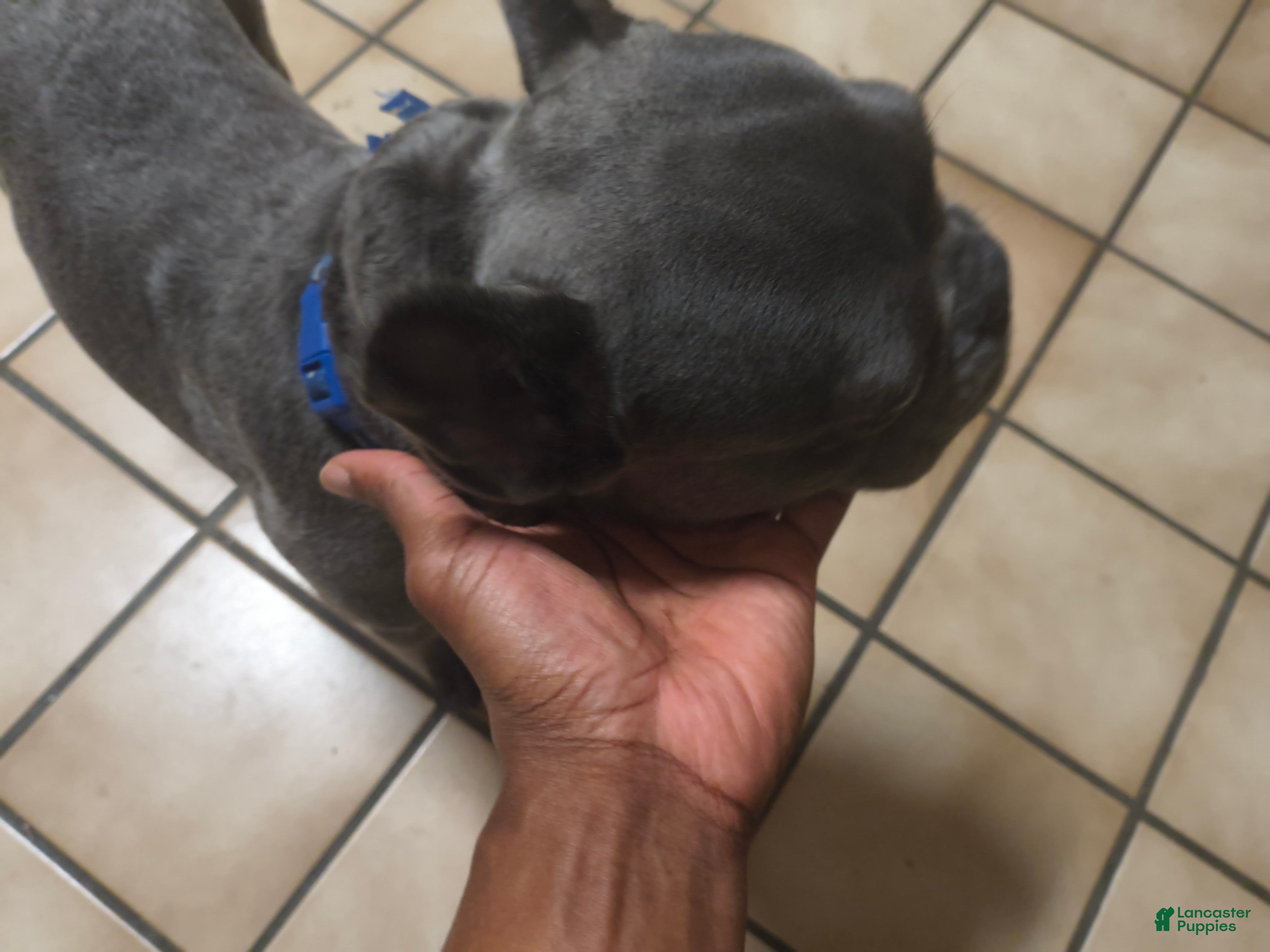 French Bulldog dogs French Bulldog Puppy 1 - Ad 39