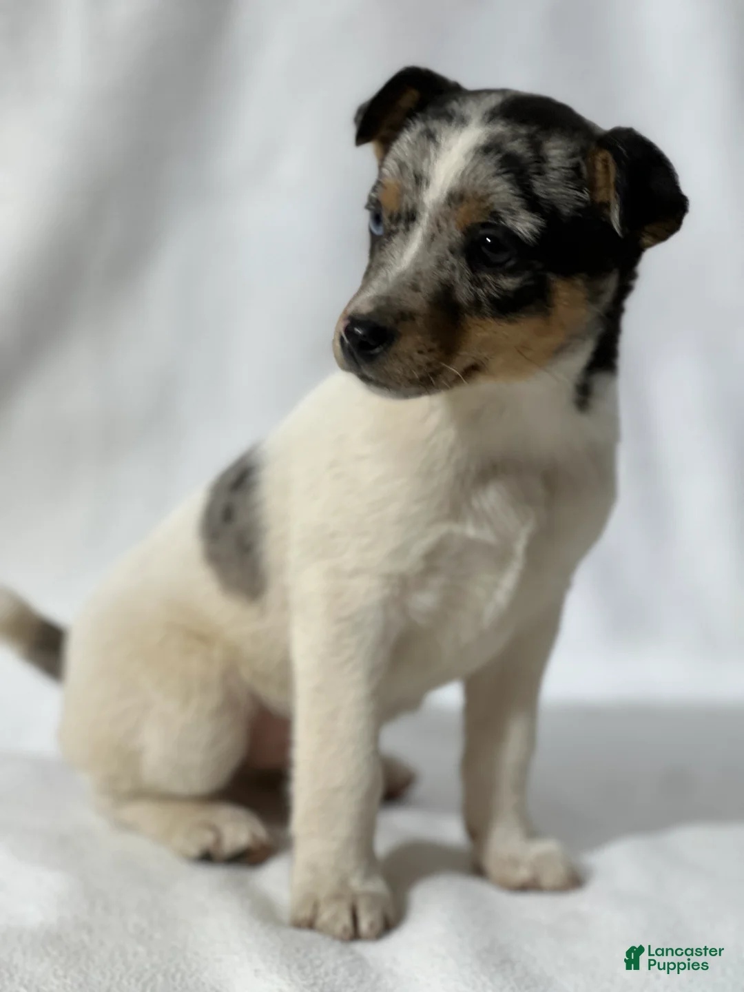 Jack Russell Terrier dogs for sale: Brisa - Ad 2